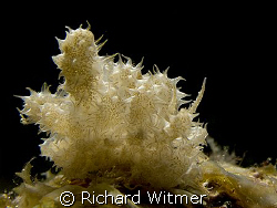 An amazing nudibranch - Phyllodesmium koehleri. G9/Ikelit... by Richard Witmer 